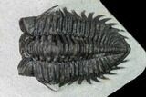 Coltraneia Trilobite Fossil - Huge Faceted Eyes #165853-1